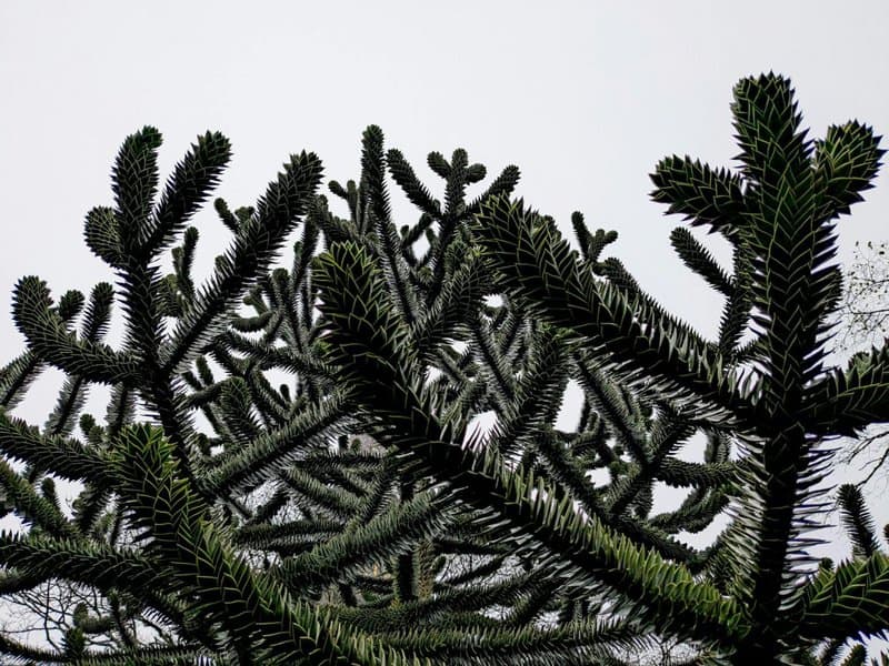 5 Surprising Ways Plants Taste Their World (Plus 22 Species That Do It Best)