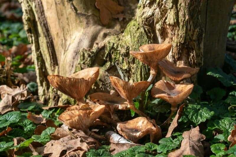 24 Secret Underground Networks Where Plants and Fungi Make Deals