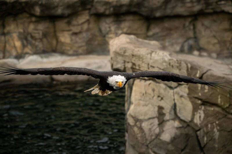 How Animals See the World — 26 Vision Secrets That Will Change Everything You Thought You Knew