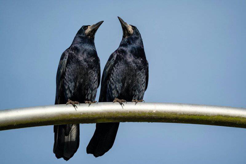 25 Animals That Could Easily Take Over the World (If They Wanted To)