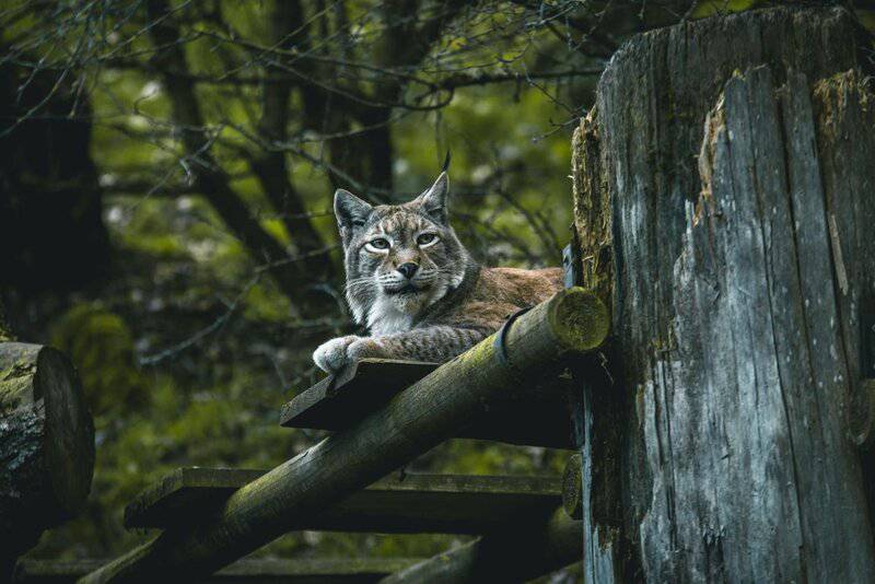 What Happens When Nature Fights Back: 24 Species That Refuse to Go Quietly