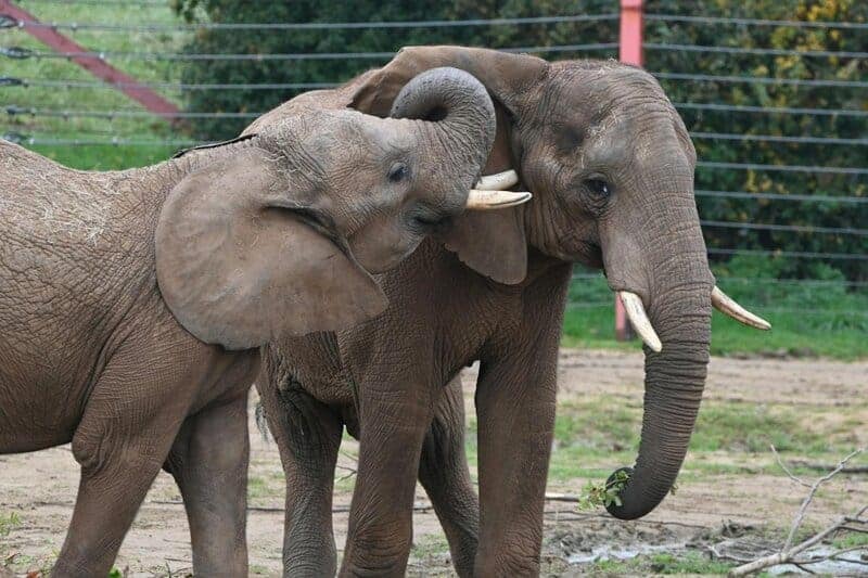 Animals have been talking this whole time—here are 24 species whose conversations will blow your mind