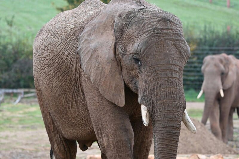 24 Animals With Memory Abilities That Rival the Best Minds