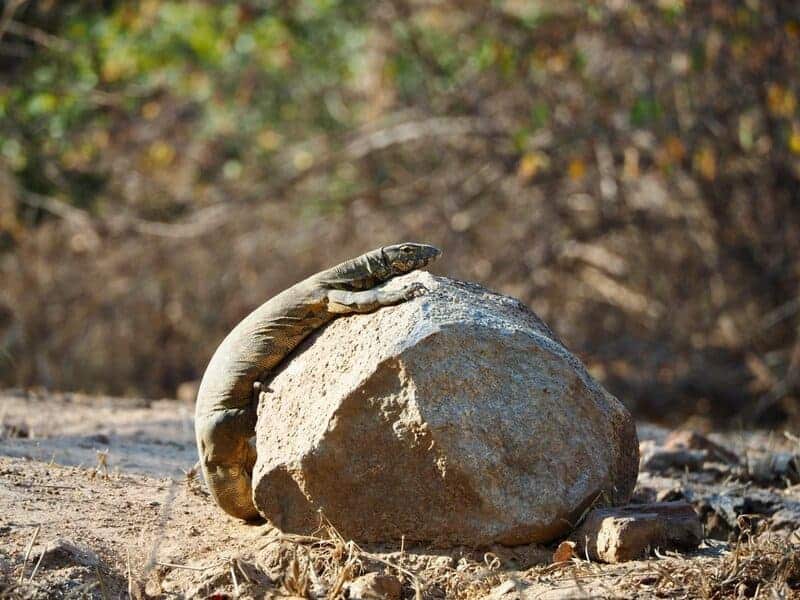 20 Creatures That Survived Mass Extinctions — And How They Did It