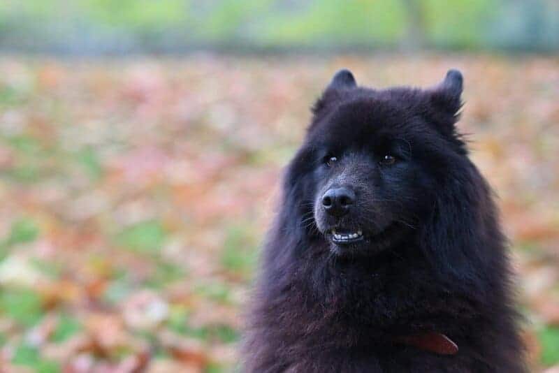 Your pet&#8217;s weird behavior might be a cry for help—23 animal warning signs every owner misses