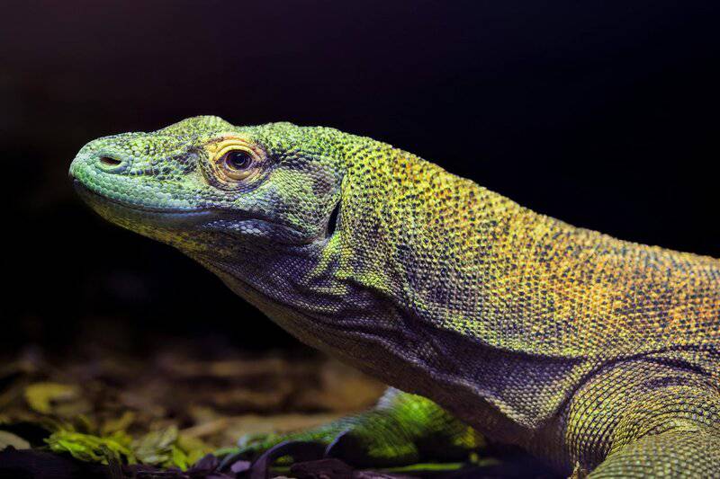 The Most Venomous Animals in the World