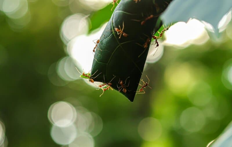 25 Animals That Could Easily Take Over the World (If They Wanted To)