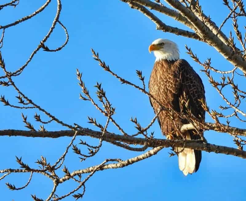 12 Endangered Animals Making a Comeback: Conservation Triumphs and Challenges