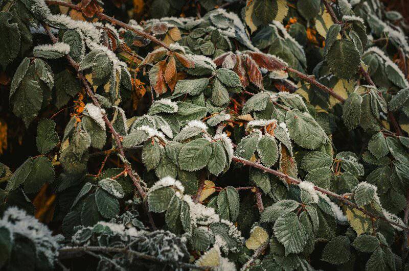 Ancient Plant DNA Unlocks Secrets of Earth&#8217;s Past Climate Changes