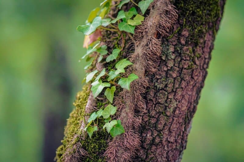 28 Houseplants You Can Grow from Cuttings