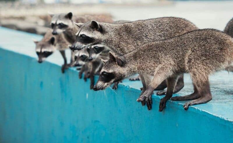 29 Species That Are Thriving Because of Human Activity (Not All News Is Bad)