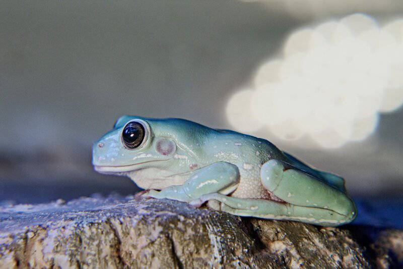 The Science Behind Amphibians&#8217; Underwater Breathing: A Dive into Evolutionary Adaptations
