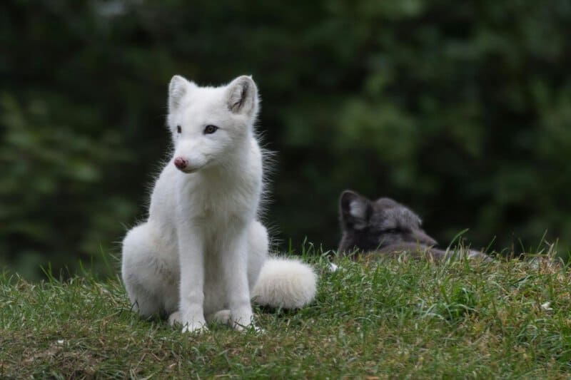 32 Animals That Are Surprisingly Good Parents