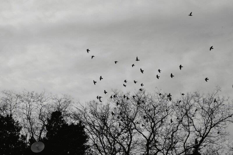 Birds Were Nesting in the Arctic 73 Million Years Ago — And They Lived Alongside Dinosaurs