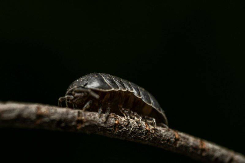 The Amazing World of Insects: 33 Shocking Truths About the World&#8217;s Most Abundant Animals