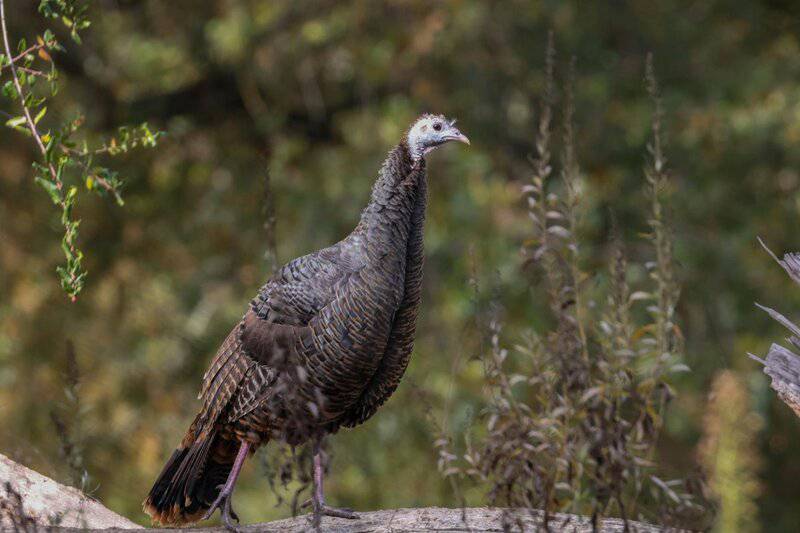 29 Species That Are Thriving Because of Human Activity (Not All News Is Bad)