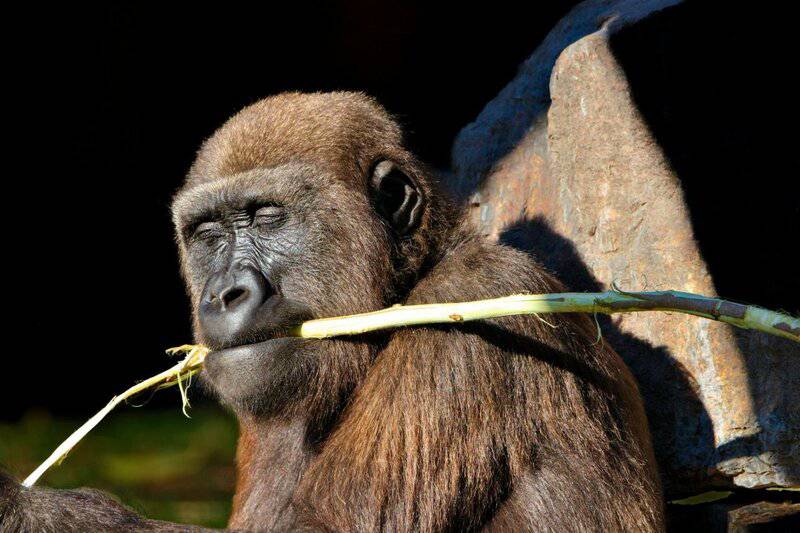 30 Species That Have Dramatically Changed in Just the Last 50 Years