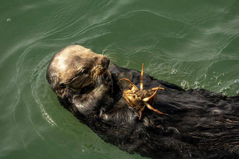 32 Animals That Are Surprisingly Good Parents