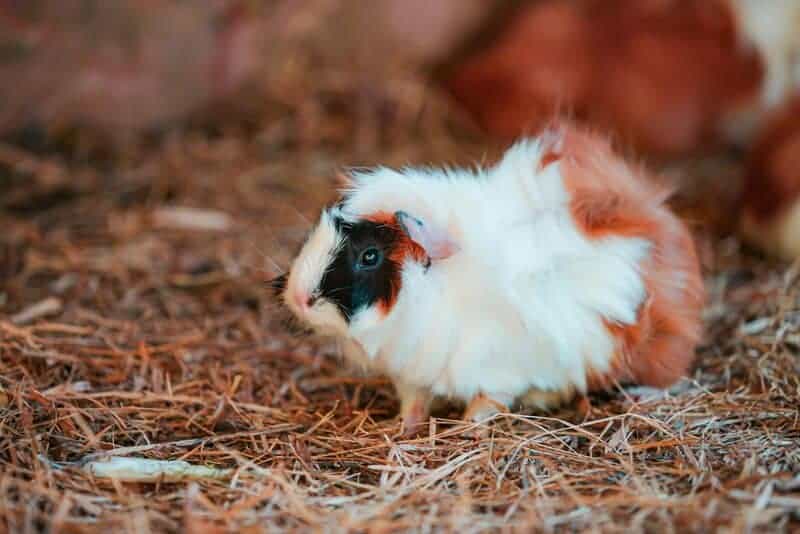 The Best Emotional Support Animals For People With Anxiety