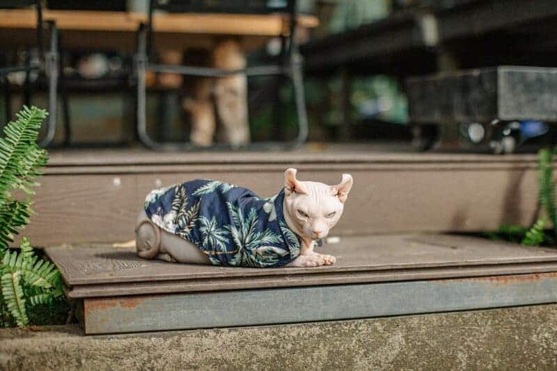 22 Cat Breeds Prone to Anxiety: Understanding Feline Mental Health Challenges