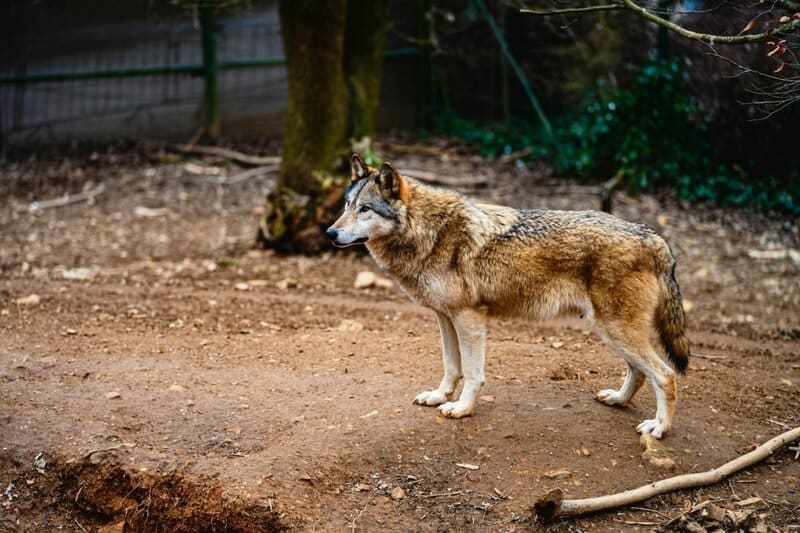 32 Animals That Control the Weather Like Tiny Gods