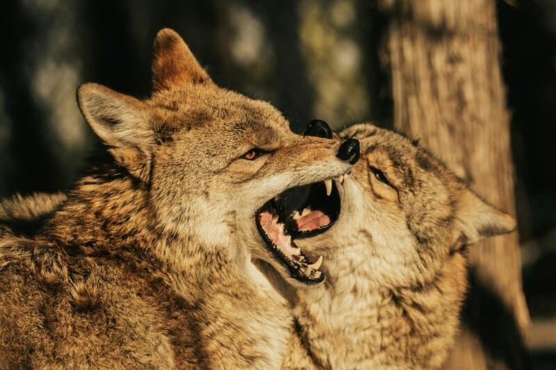 23 Creatures That Dogs Can&#8217;t Stand