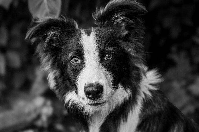 15 Animals That Understand Human Emotions, According to Science