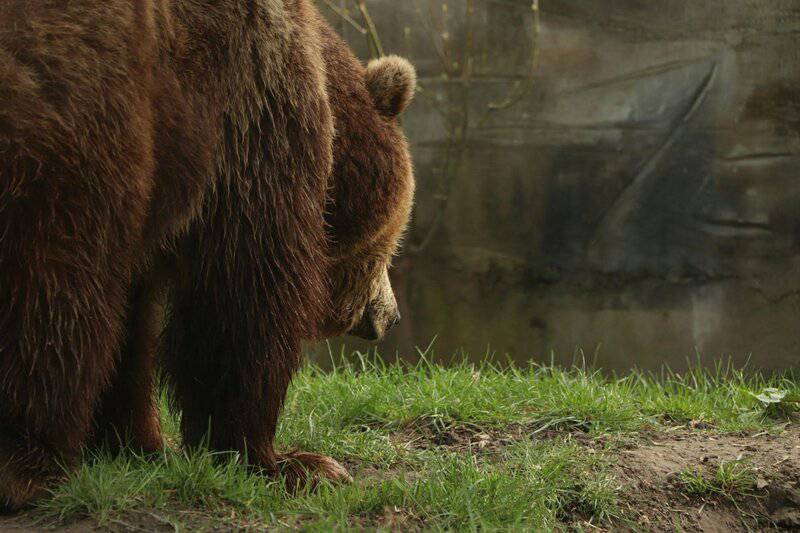 8 Wild Animals That Can Be Domesticated (and 8 That Never Should Be)