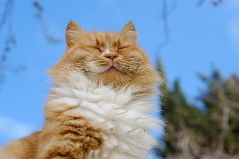 The Cat Owner&#8217;s Dilemma: 25 &#8220;Normal&#8221; Behaviors That Actually Signal Problems