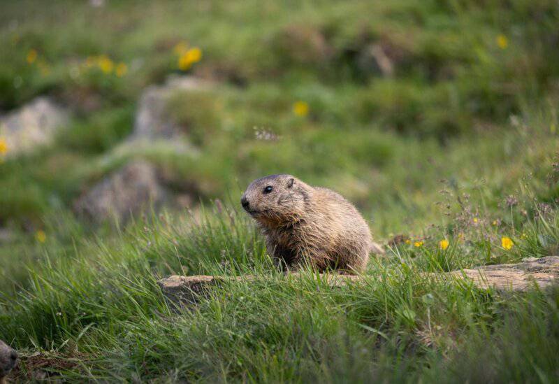 32 Animals That Are Surprisingly Good Parents