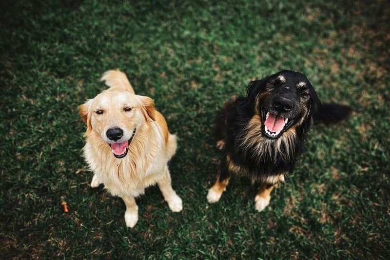Dog Owners Say Their Bond with Their Pet is More Satisfying Than with Their Partner