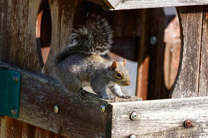 29 Species That Are Thriving Because of Human Activity (Not All News Is Bad)