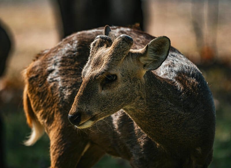 These Wild Animals Look Adorable Until They Turn on Their Owners (And It Always Happens)