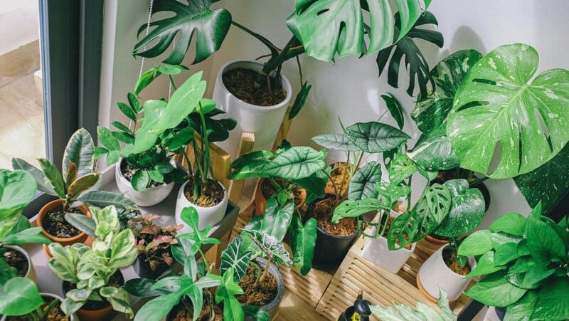 28 Houseplants You Can Grow from Cuttings