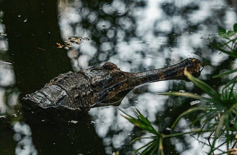 20 Creatures That Survived Mass Extinctions — And How They Did It