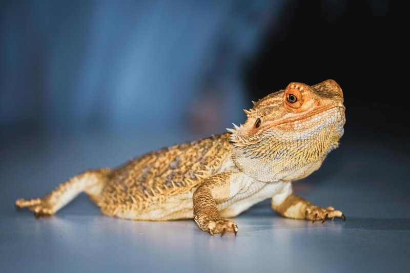 25 Exotic Pets So Weird, Your Dog Will Look Boring in Comparison