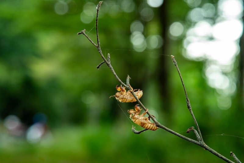 The Amazing World of Insects: 33 Shocking Truths About the World&#8217;s Most Abundant Animals