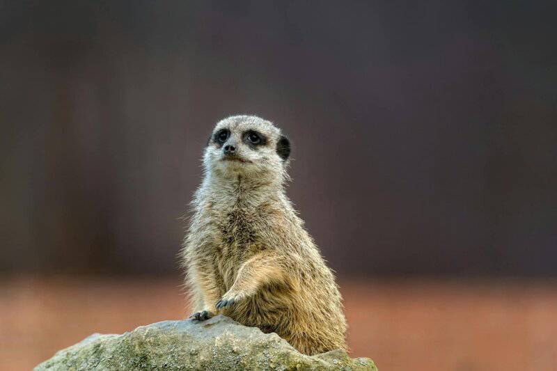 34 Animals That Sleep in the Weirdest Ways