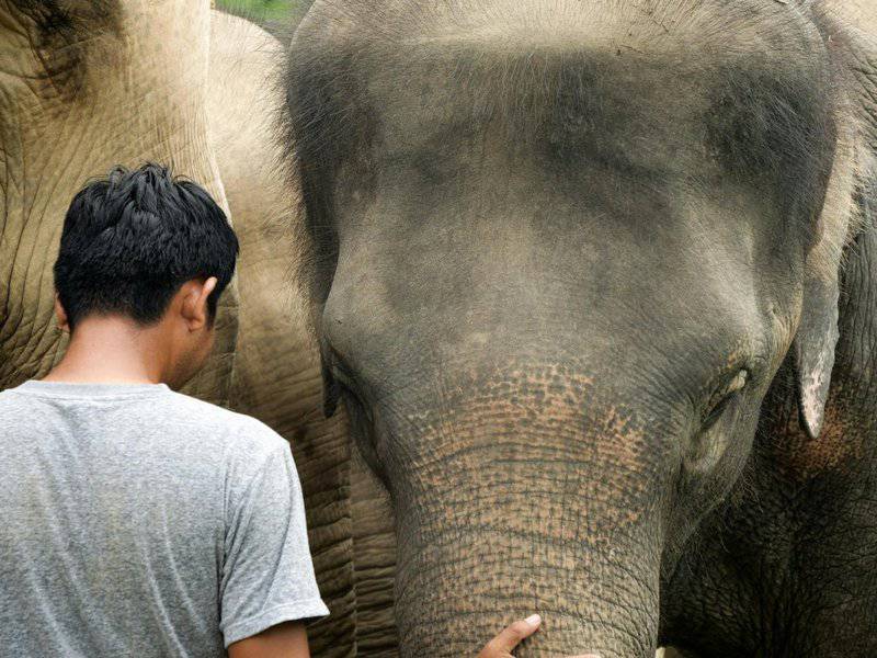 8 Wild Animals That Can Be Domesticated (and 8 That Never Should Be)