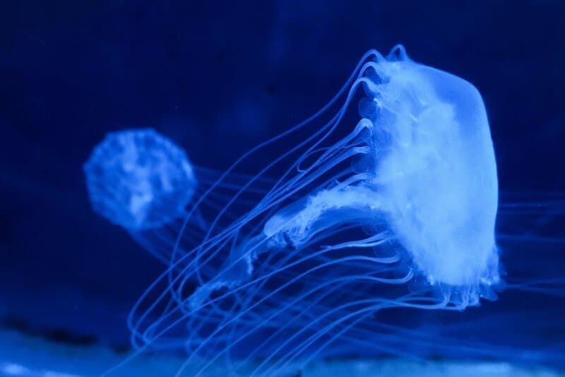 10 Biology Facts That Sound Like Sci-Fi But Are Real