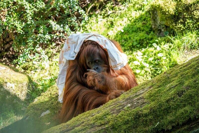 30 Species That Have Dramatically Changed in Just the Last 50 Years