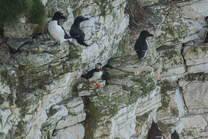 32 Animals That Have Completely Adapted to Climate Change (While Others Go Extinct)