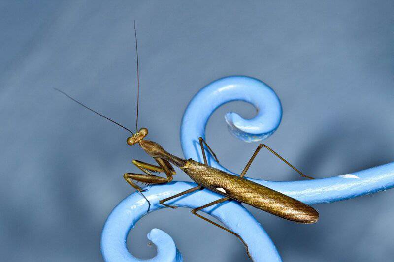 25 Animals That Could Easily Take Over the World (If They Wanted To)