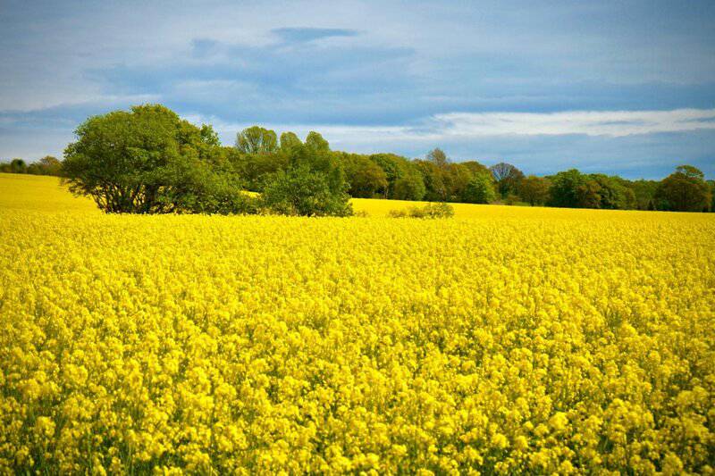 26 Plants That See Colors Humans Can&#8217;t Even Imagine