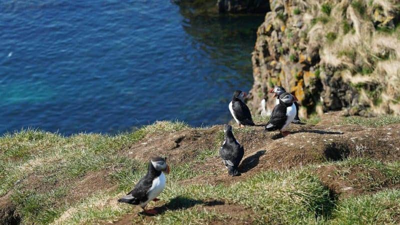 30 Species That Have Dramatically Changed in Just the Last 50 Years