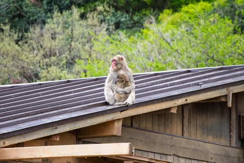 9 Animals With the Closest Genetic Link to Humans