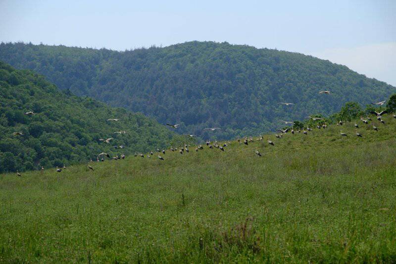 I Followed Migrating Birds for 3 Years: 24 Mind-Blowing Navigation Secrets They Use