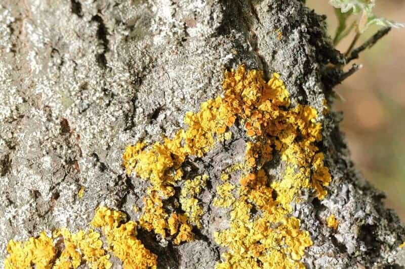 24 Secret Underground Networks Where Plants and Fungi Make Deals