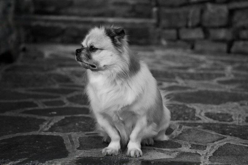 7 Best Calming Treats for Dogs That Need Some Relaxation