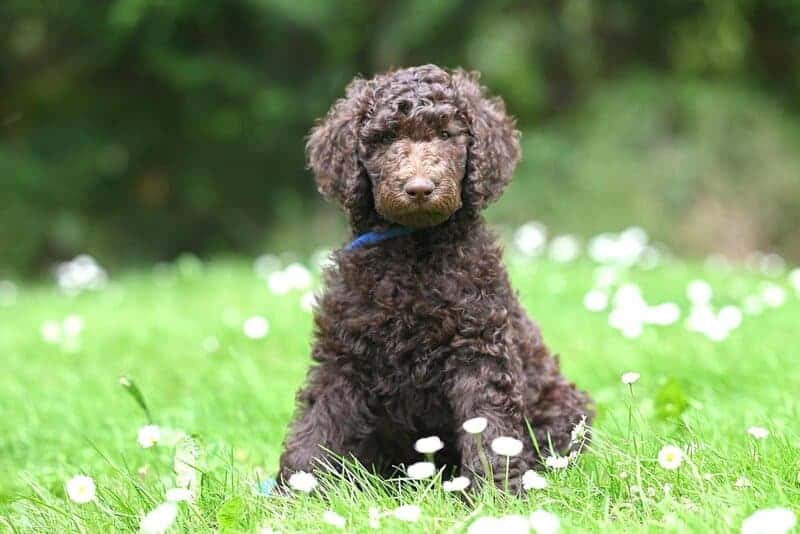 12 Hypoallergenic Dog Breeds for Allergy Sufferers, and 5 That May Cause Reactions